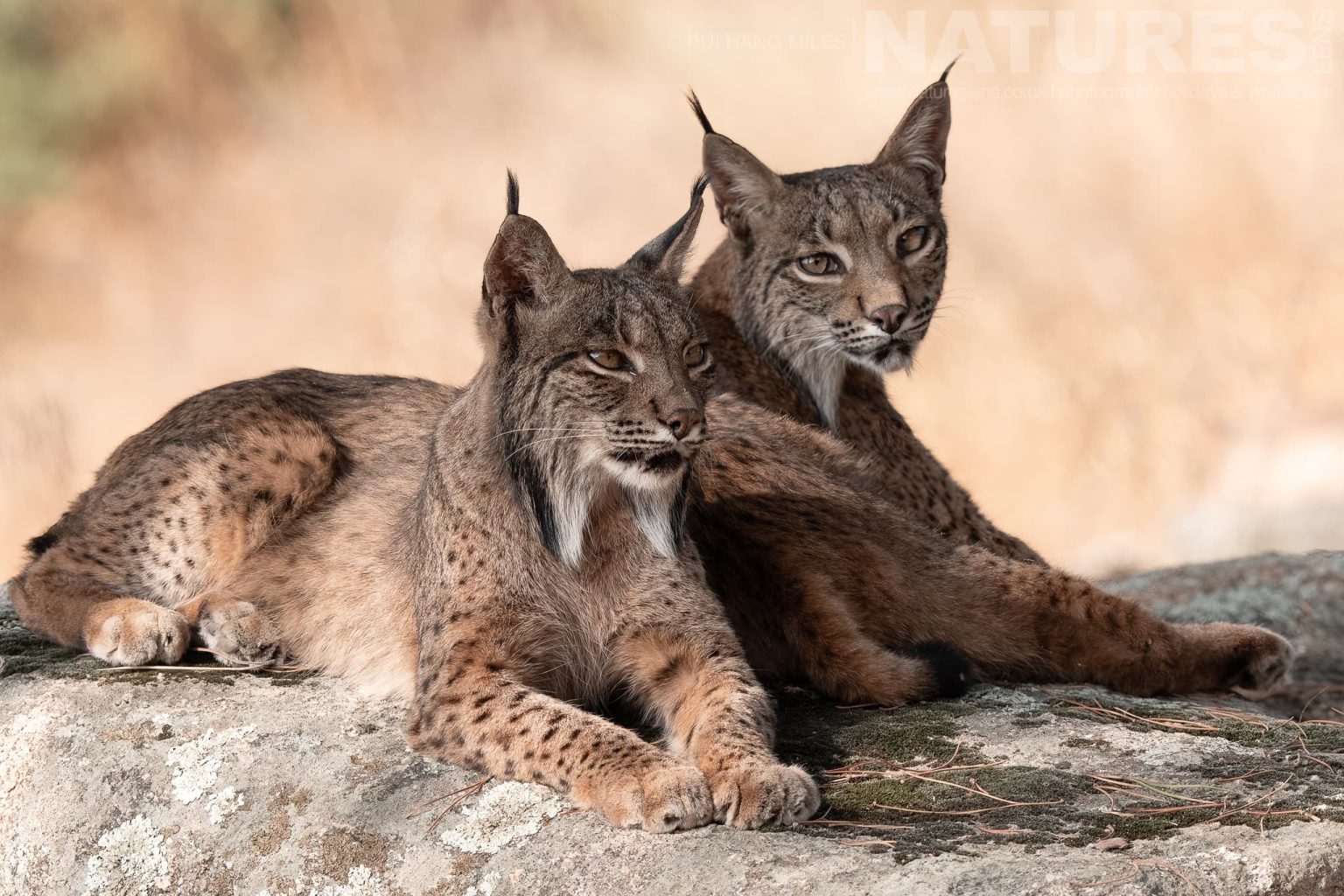 Two Relaxed Iberian Lynxes Resting On A Rock Photographed By Pui Hang Miles During The Natureslens Elusive Iberian Lynx During Summer Photography Holiday