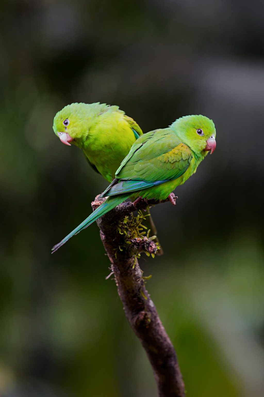 A Pair of Parakeets perched on a tree branch - one of the species that you will be able to photograph during the NaturesLens Birds of Brazil photography holiday