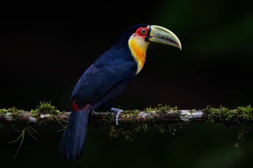 Join Us For The Birds of Brazil Photography Tour