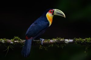 A Red Breasted Toucan On A Tree Branch One Of The Species That You Will Be Able To Photograph During The Natureslens Birds Of Brazil Photography Holiday
