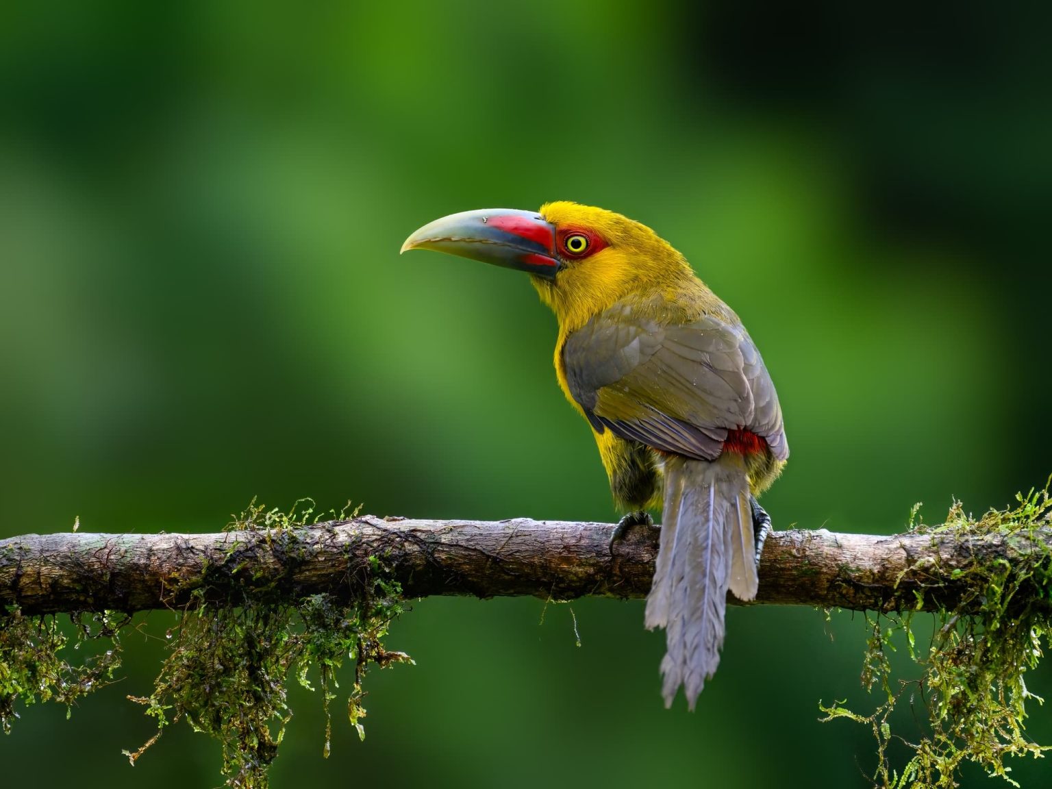 A Saffron Toucanet perched on a tree branch - one of the species that you will be able to photograph during the NaturesLens Birds of Brazil photography holiday