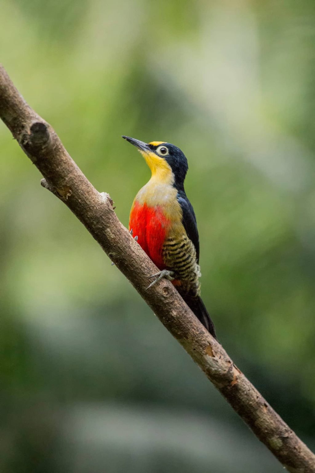 A Yellow-fronted woodpecker perched on a branch - one of the species that you will be able to photograph during the NaturesLens Birds of Brazil photography holiday