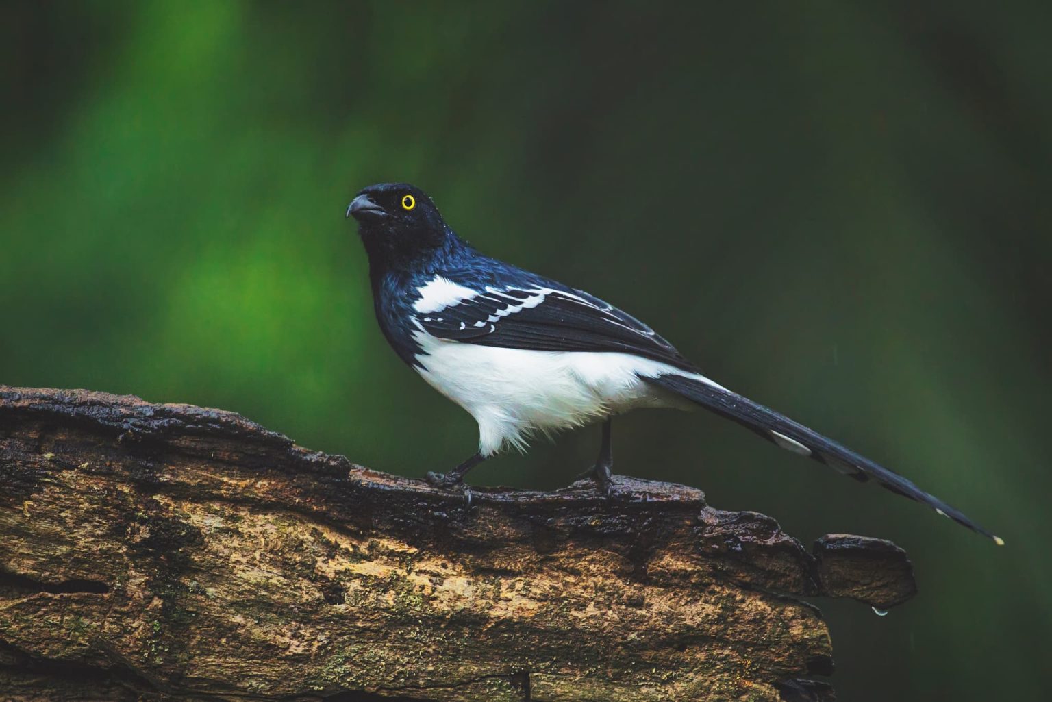 A fantastic Magpie Tanager perched - one of the species that you will be able to photograph during the NaturesLens Birds of Brazil photography holiday