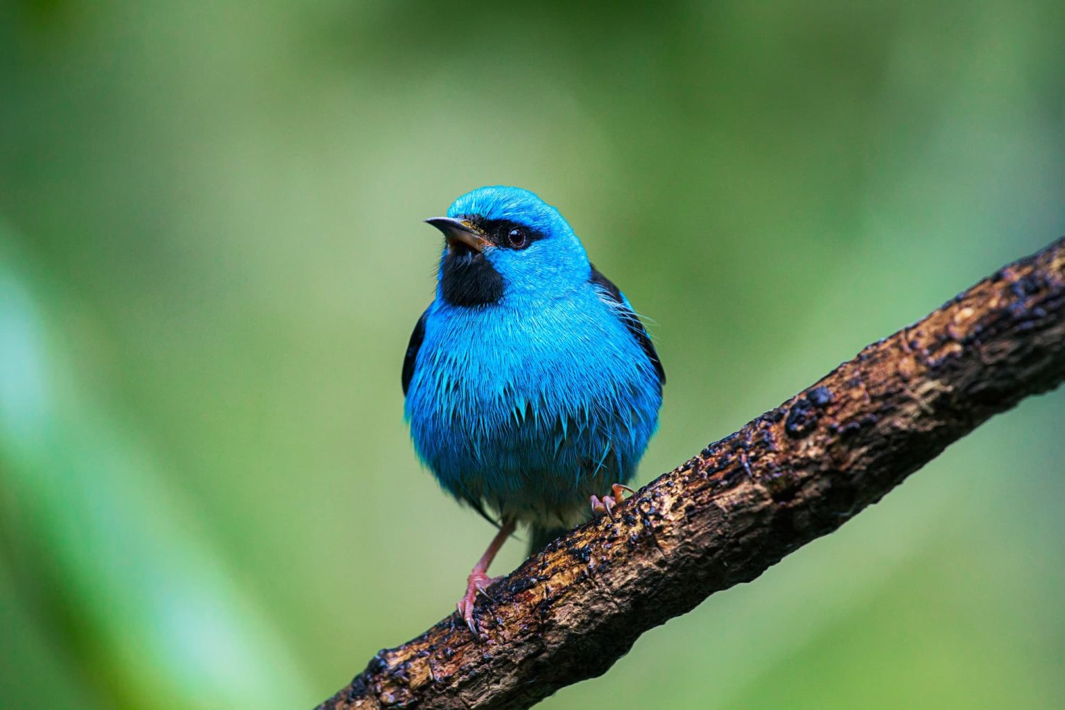 A perched Blue Dacnis - one of the species that you will be able to photograph during the NaturesLens Birds of Brazil photography holiday