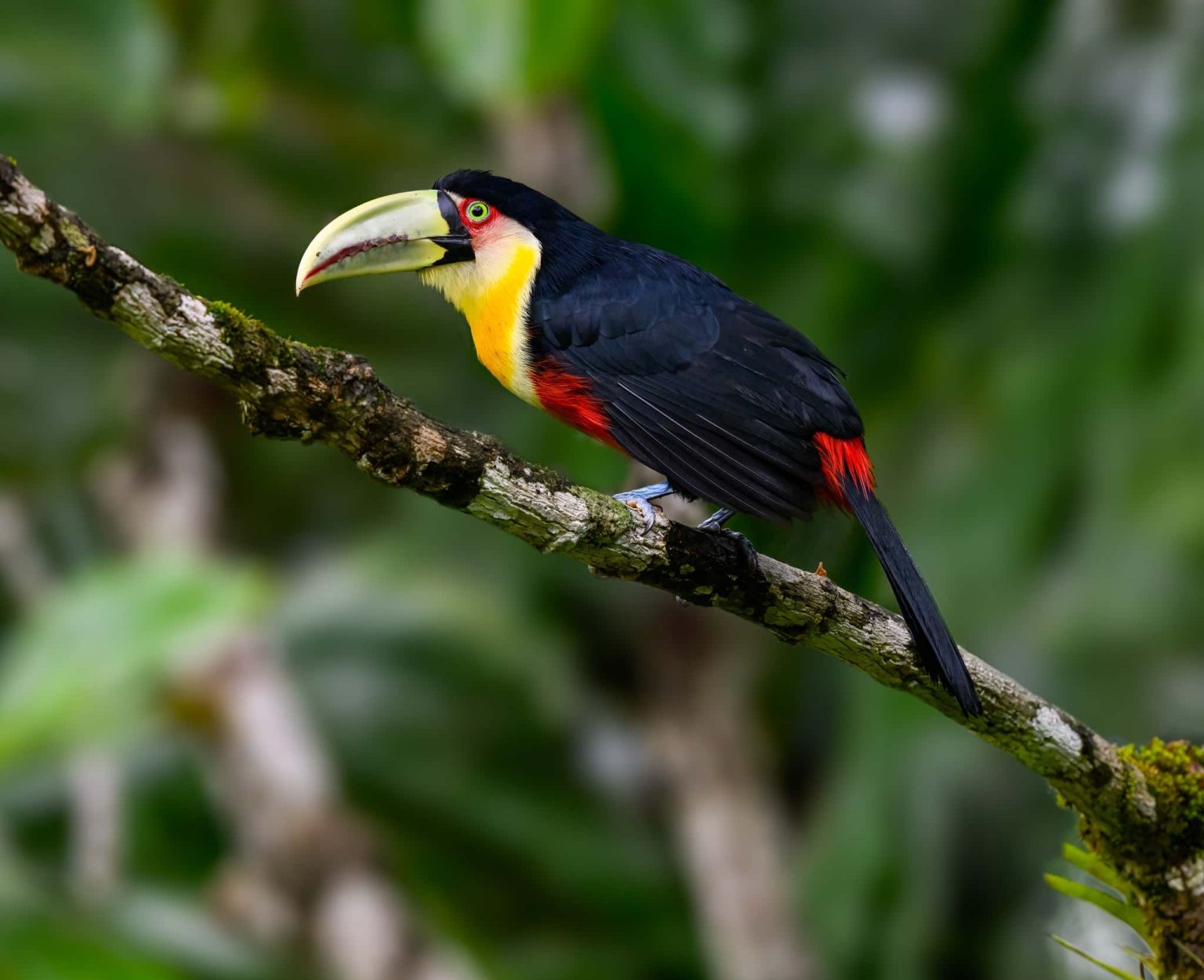 A portrait of a Red-breasted Toucan on a tree branch - one of the species that you will be able to photograph during the NaturesLens Birds of Brazil photography holiday