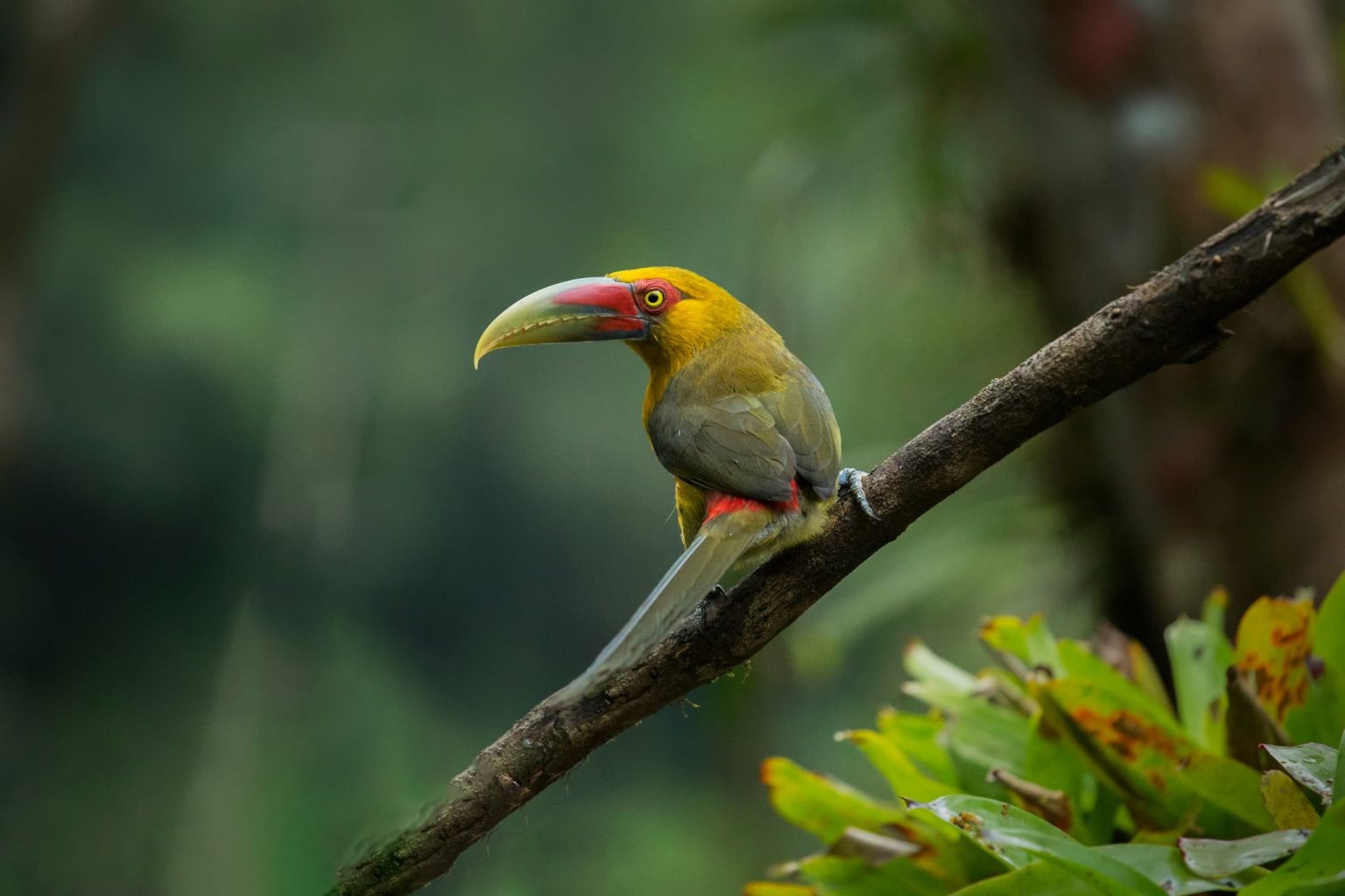 A portrait of a Saffron Toucanet on a tree branch - one of the species that you will be able to photograph during the NaturesLens Birds of Brazil photography holiday
