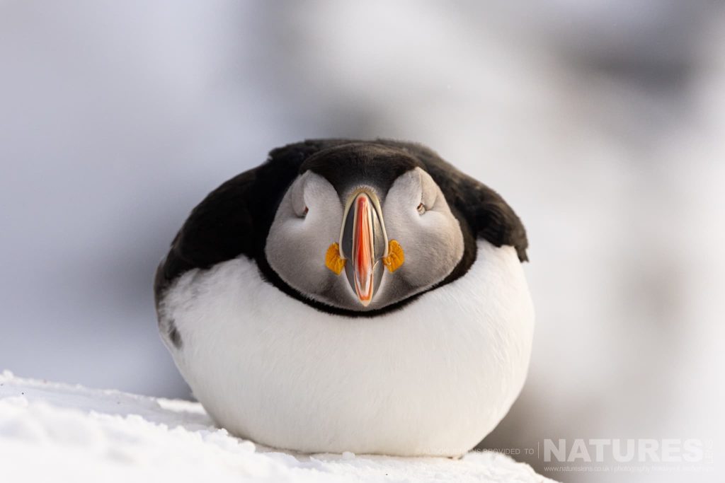 Join Us For The Winter Wildlife of Arctic Varanger Photography Tour