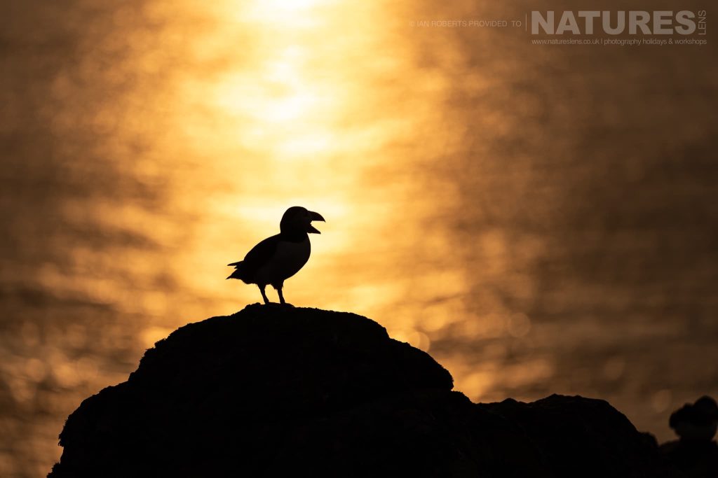 Four Days with the Puffins of Skomer Island with NaturesLens in {acf_year}