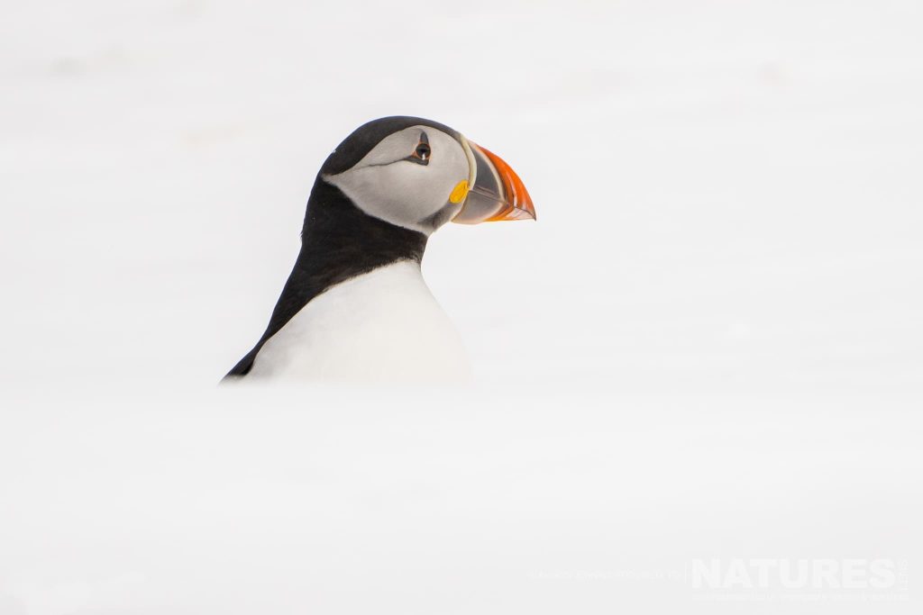 An Atlantic Puffin On A Snowy Background Photographed By Alison Jenkins Who Will Be Leading The Natureslens Winter Wildlife of Arctic Varanger Photography Holiday
