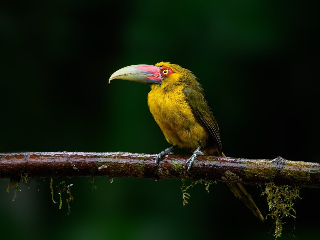 The Fantastic Saffron Toucanet One Of The Species That You Will Be Able To Photograph During The Natureslens Birds Of Brazil Photography Holiday