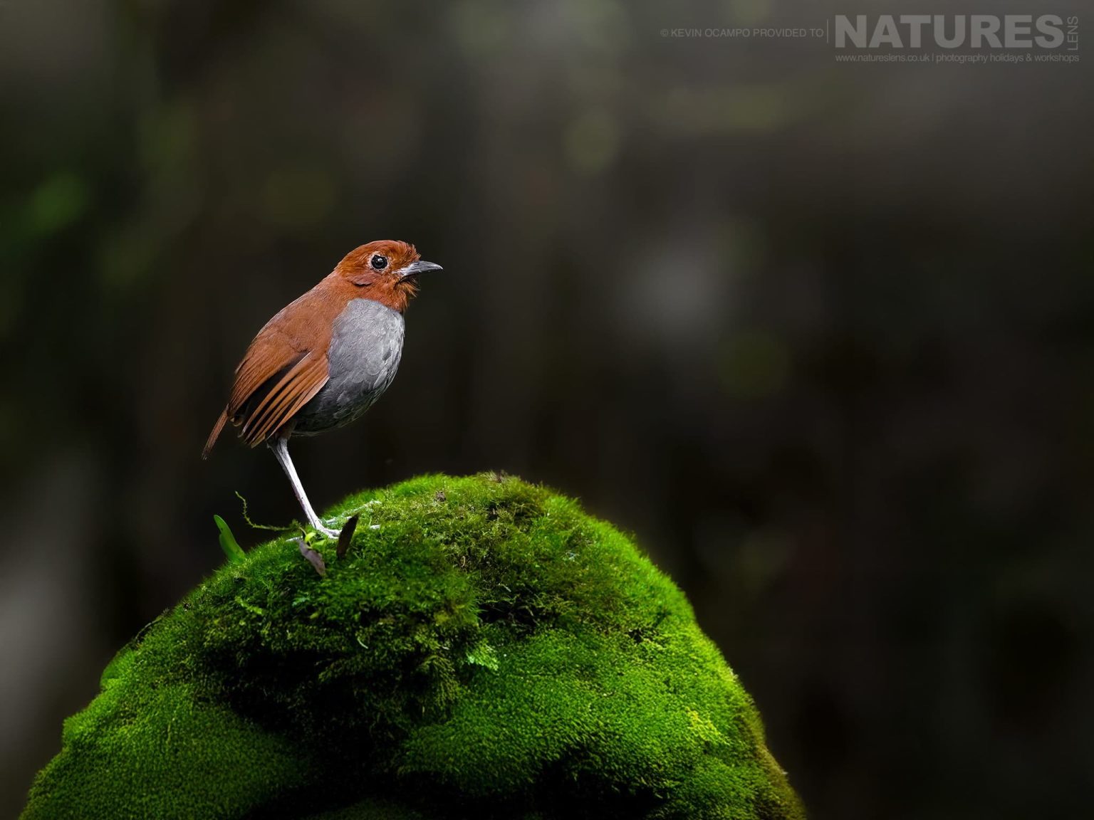 A Bicolored Antpitta (Grallaria rufocinerea) - one of the species that you will be able to photograph during the NaturesLens Birds of Colombia photography holiday