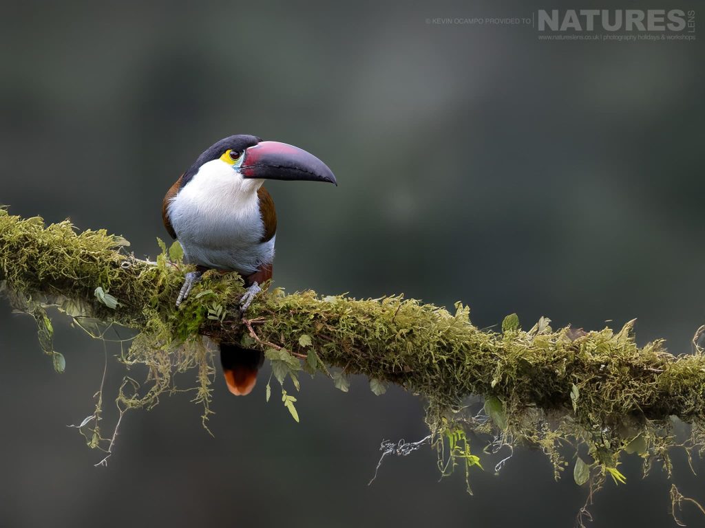 Join Us For The Ultimate Birds of Colombia Photography Tour