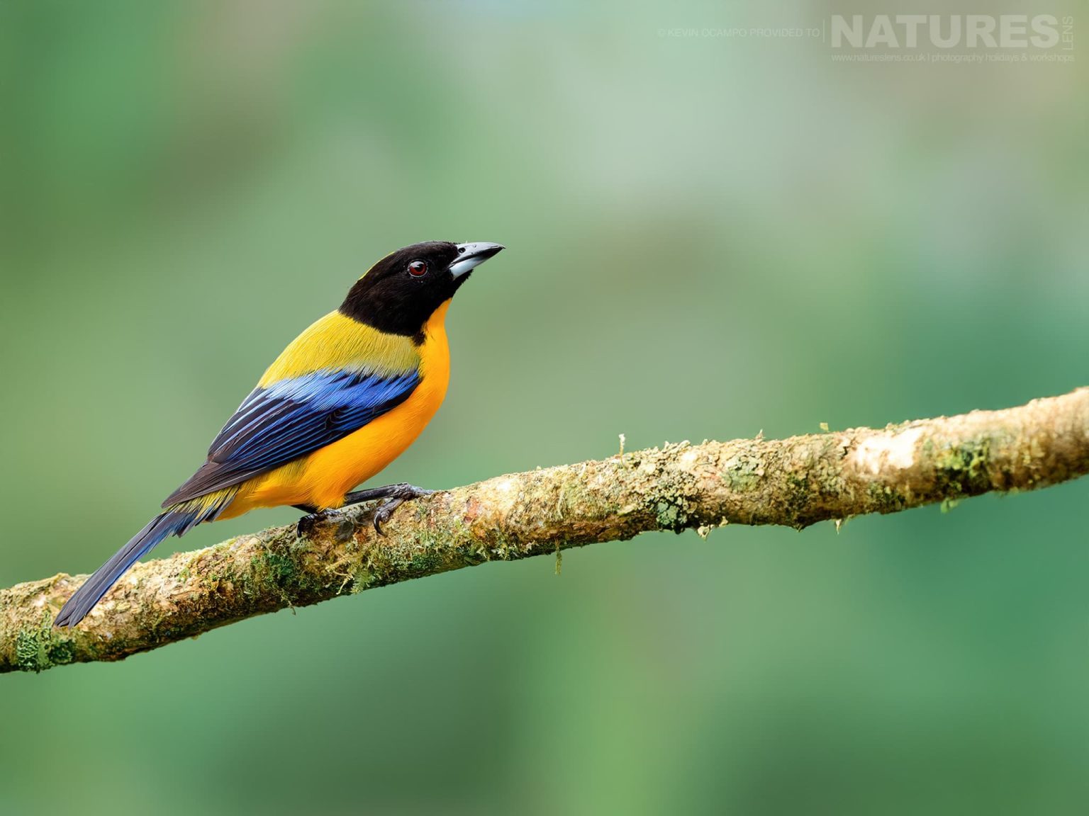 A Black Chinned Mountain Tanager Anisognathus Notabilis One Of The Species That You Will Be Able To Photograph During The Natureslens Birds Of Colombia Photography Holiday