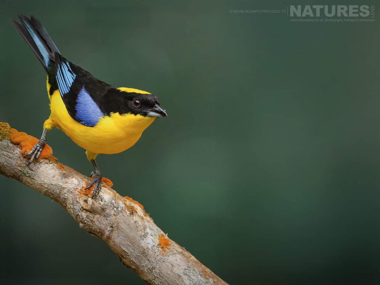 A Blue Winged Mountain Tanager Anisognathus Somptuosus One Of The Species That You Will Be Able To Photograph During The Natureslens Birds Of Colombia Photography Holiday