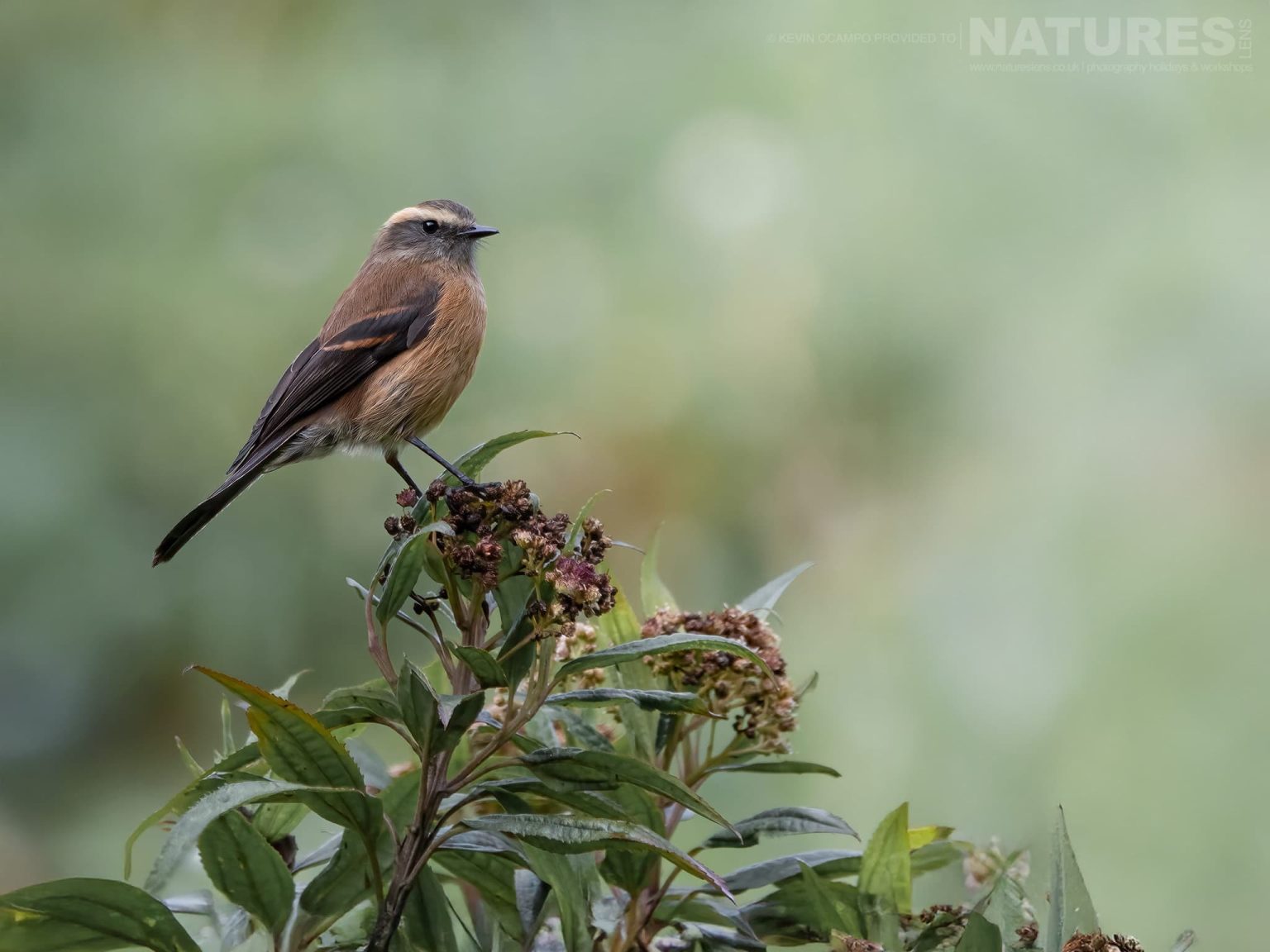 A Brown Backed Chat Tyrant Ochthoeca Fumicolor One Of The Species That You Will Be Able To Photograph During The Natureslens Birds Of Colombia Photography Holiday