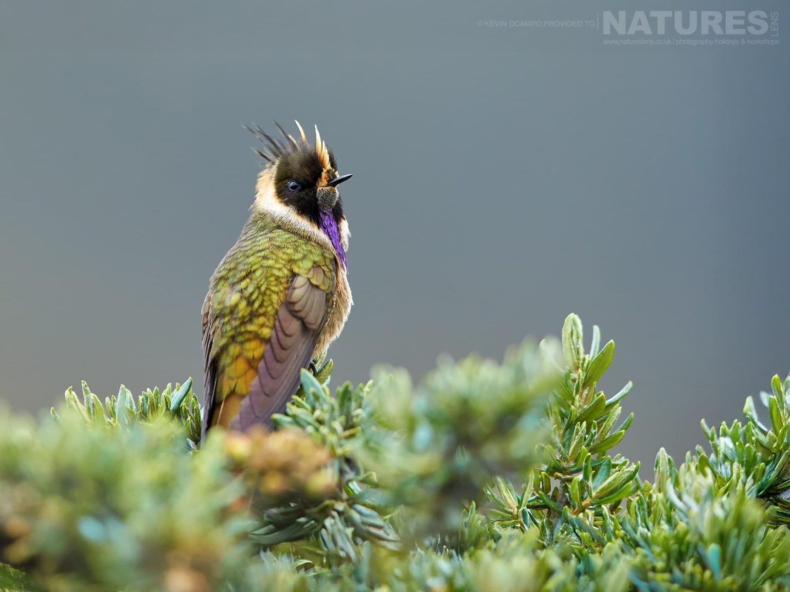 A Buffy Helmetcrest (Oxypogon Stuebelii) - one of the species that you will be able to photograph during the NaturesLens Birds of Colombia photography holiday