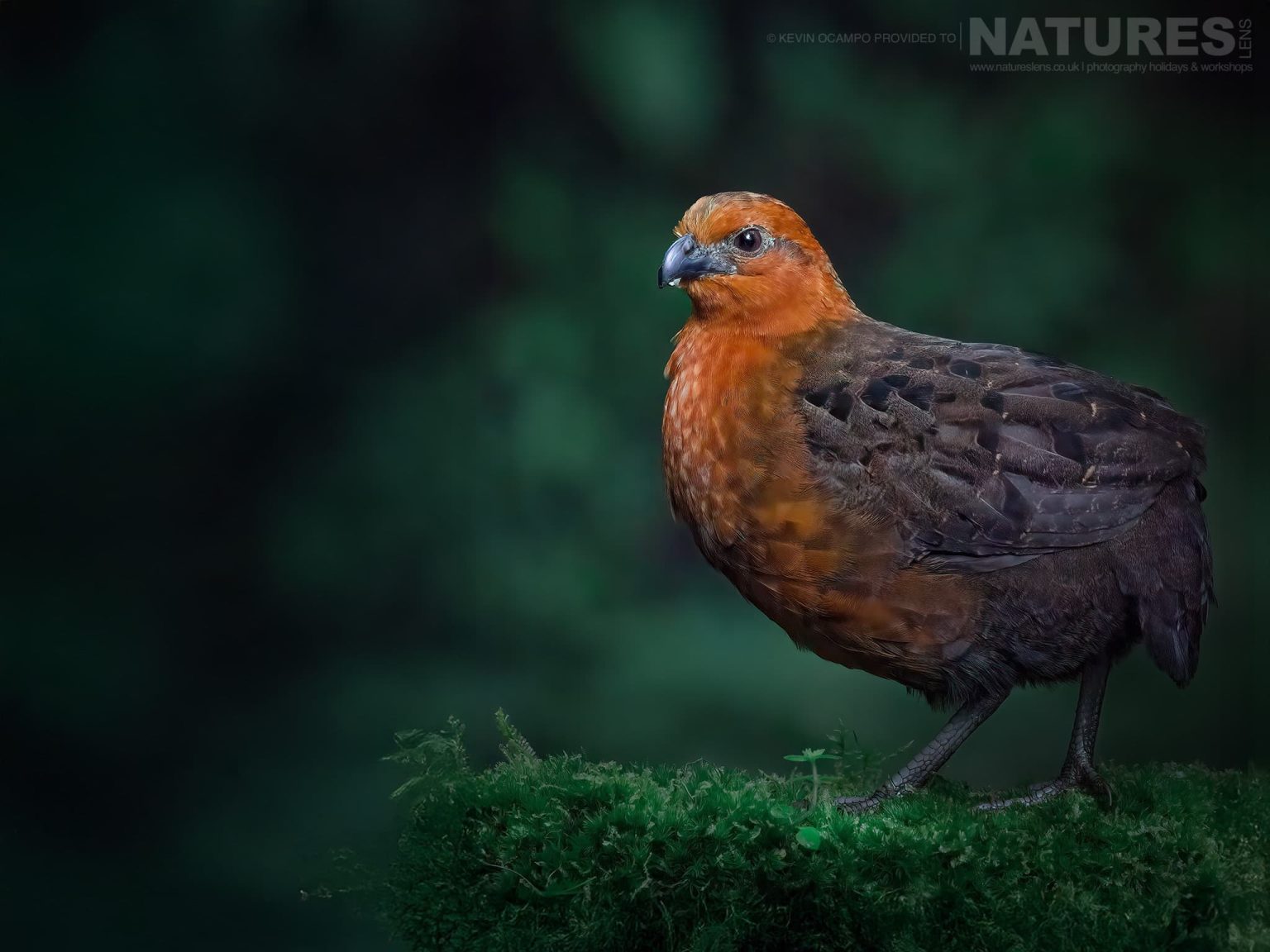 A Chestnut Wood Quail Odontophorus Hyperythrus One Of The Species That You Will Be Able To Photograph During The Natureslens Birds Of Colombia Photography Holiday