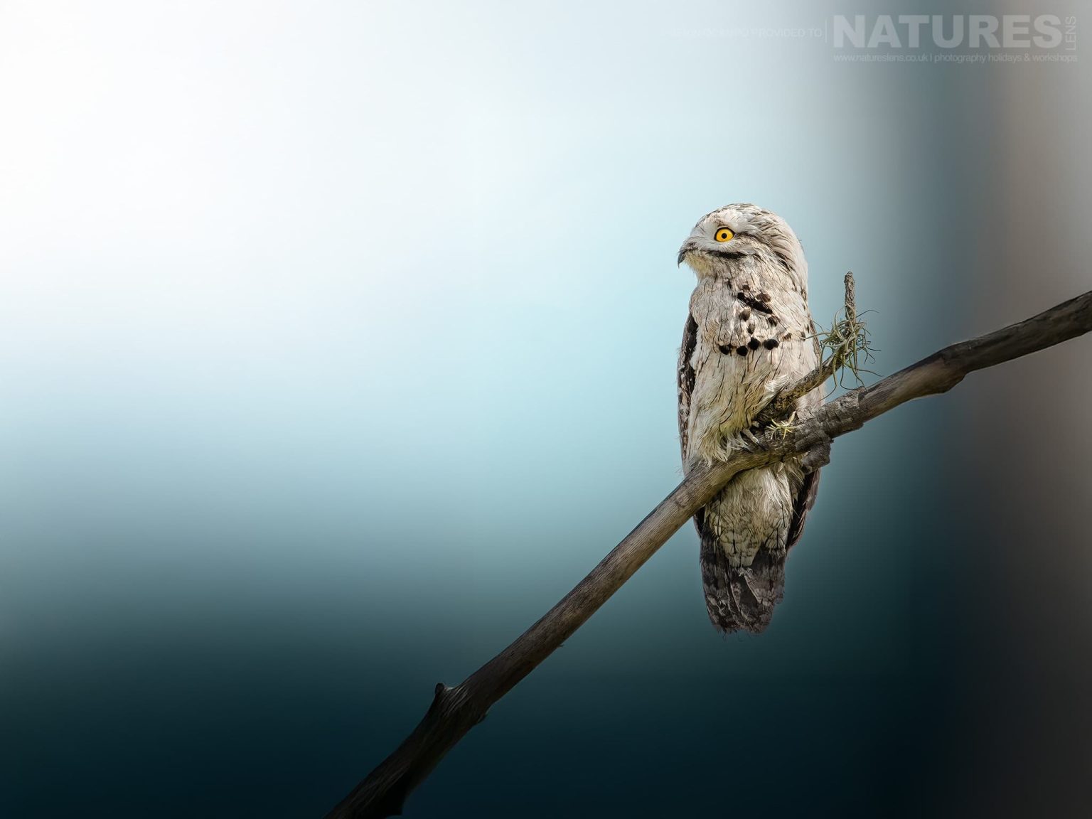 A Common Potoo Nyctibius Griseus One Of The Species That You Will Be Able To Photograph During The Natureslens Birds Of Colombia Photography Holiday