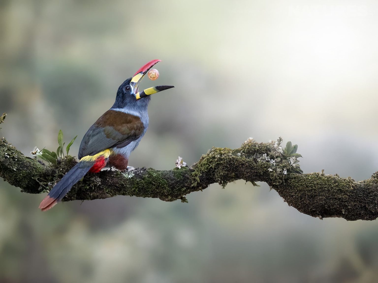 A Gray-breasted Mountain-Toucan (Andigena hypoglauca) - one of the species that you will be able to photograph during the NaturesLens Birds of Colombia photography holiday
