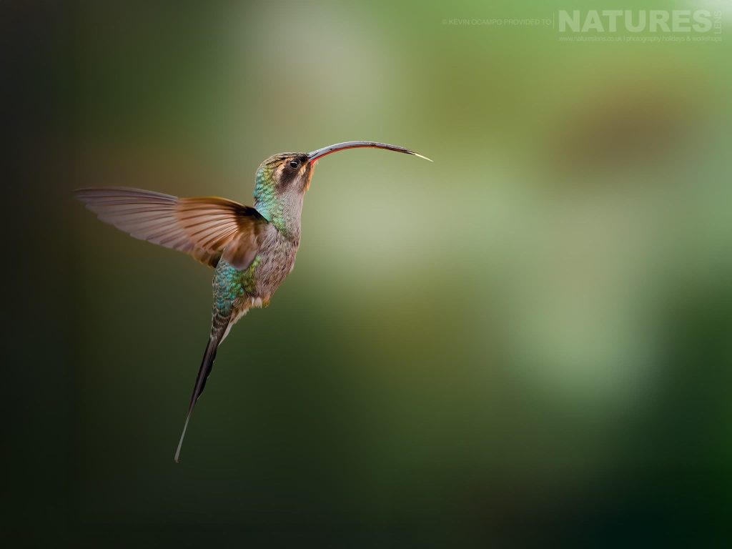 Why join our Ultimate Birds of Colombia wildlife photography tour? with NaturesLens in {acf_year}