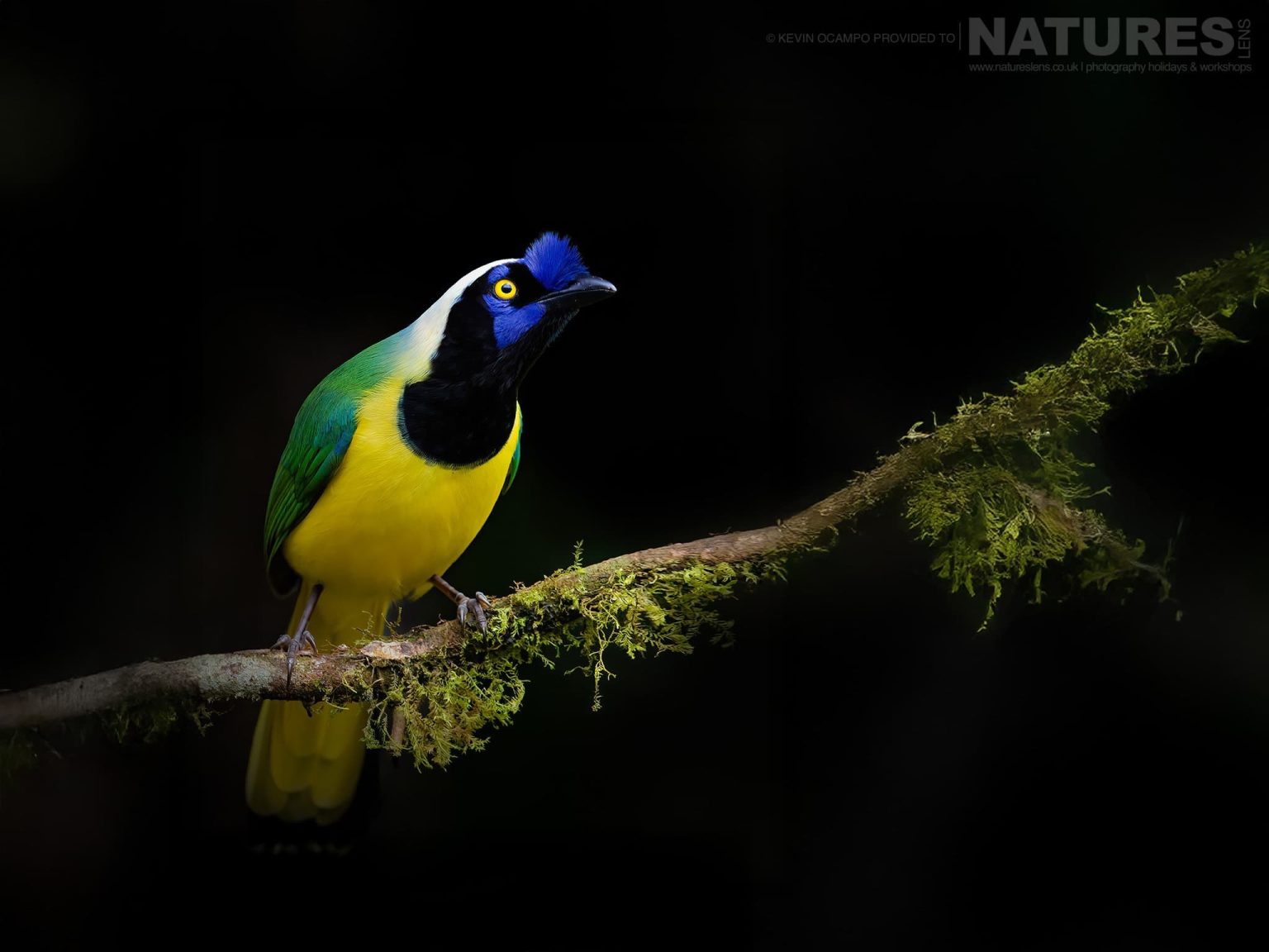 A Green Jay (Cyanocorax yncas) - one of the species that you will be able to photograph during the NaturesLens Birds of Colombia photography holiday