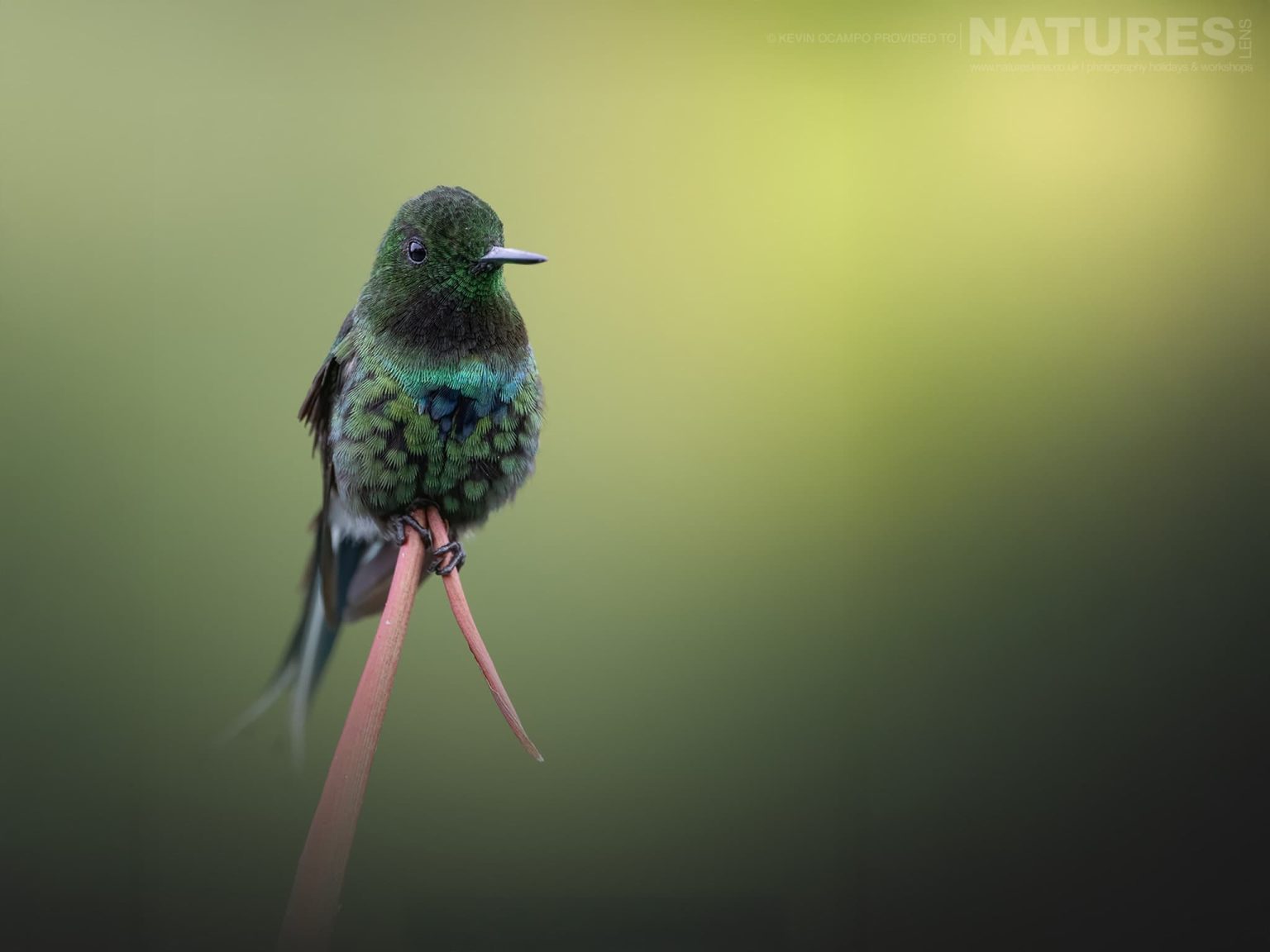 A Green Thorntail Discosura Conversii One Of The Species That You Will Be Able To Photograph During The Natureslens Birds Of Colombia Photography Holiday