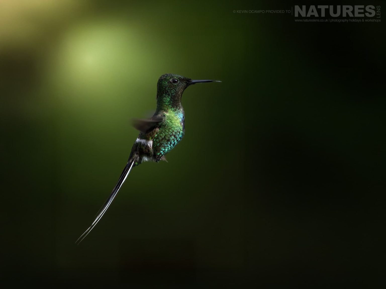 A Green Thorntail Discosura Conversii1 One Of The Species That You Will Be Able To Photograph During The Natureslens Birds Of Colombia Photography Holiday