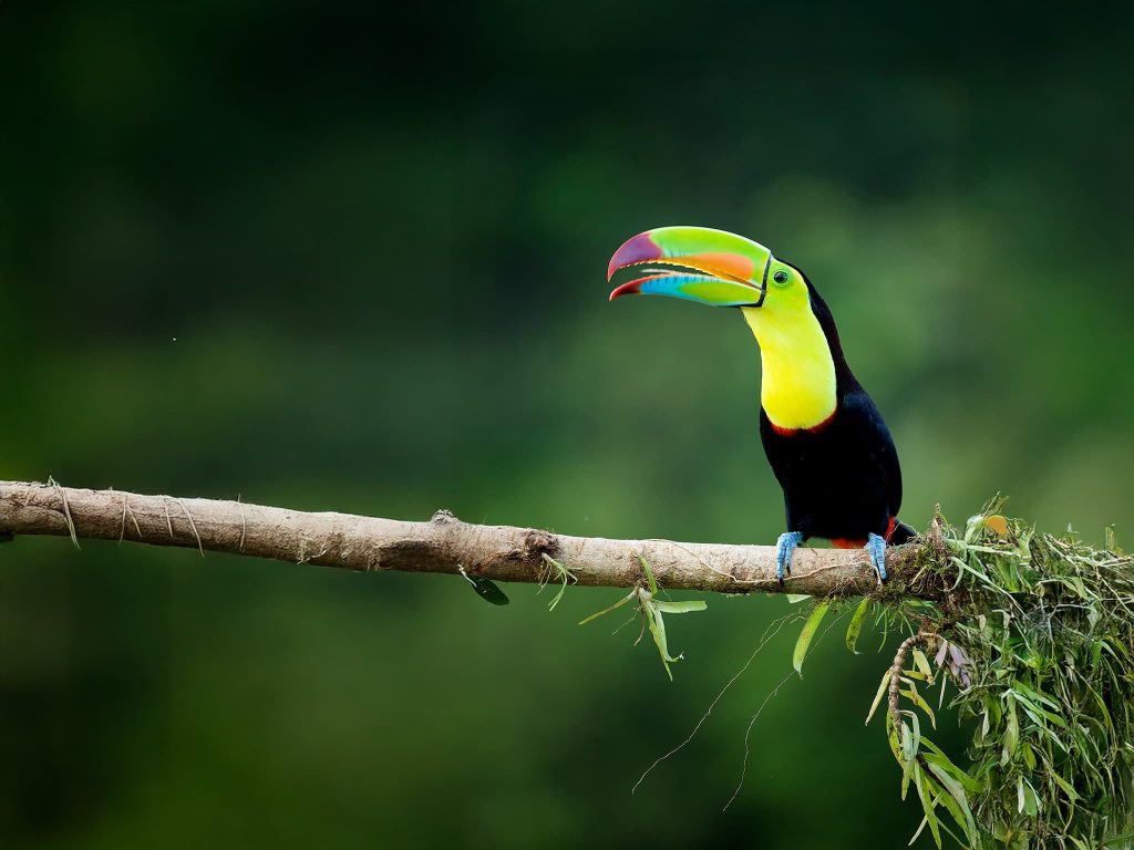 Join Us For The Wildlife Icons of Costa Rica Photography Tour