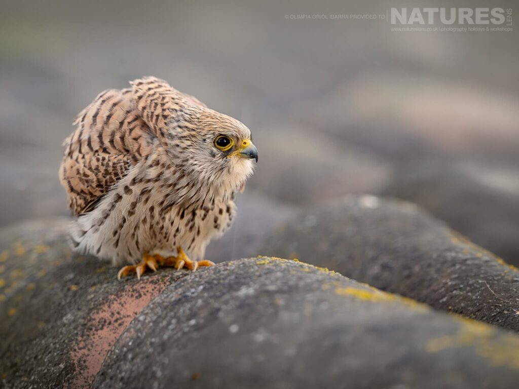 Join Us For The Birds of Extremadura Photography Tour