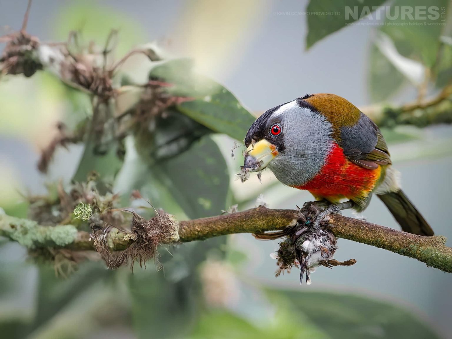 A Toucan Barbet (Semnornis ramphastinus) - one of the species that you will be able to photograph during the NaturesLens Birds of Colombia photography holiday