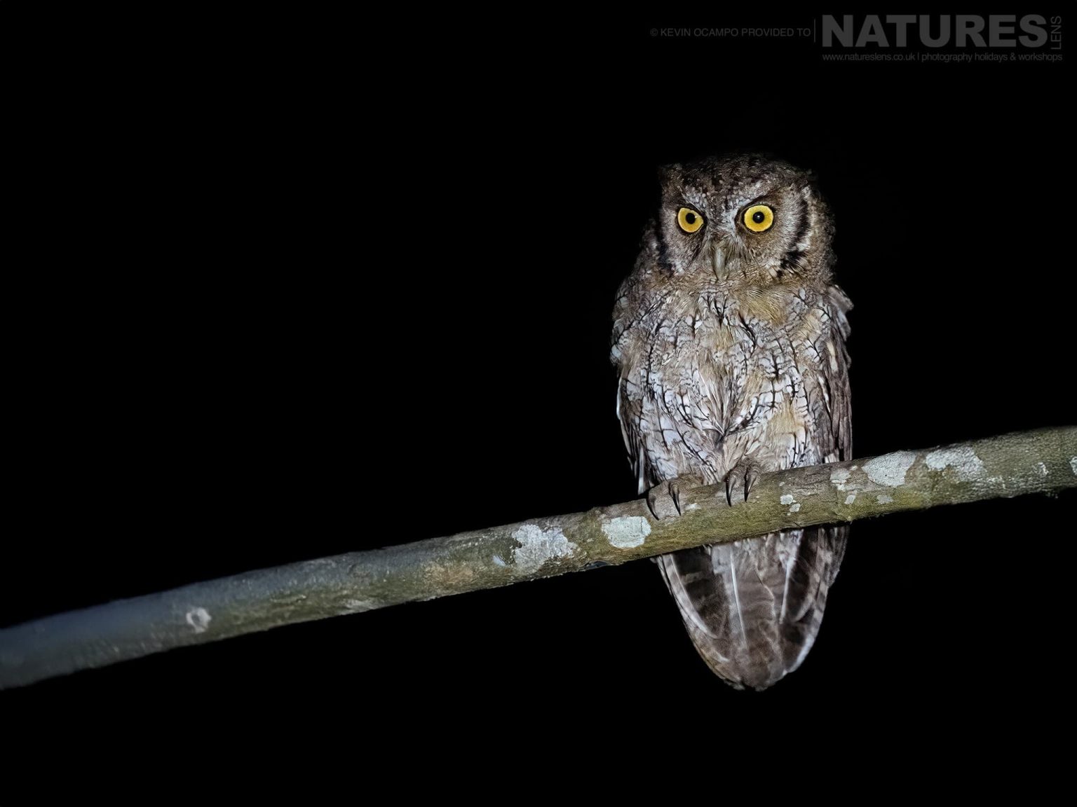 A Tropical Screech Owl Megascops Choliba One Of The Species That You Will Be Able To Photograph During The Natureslens Birds Of Colombia Photography Holiday