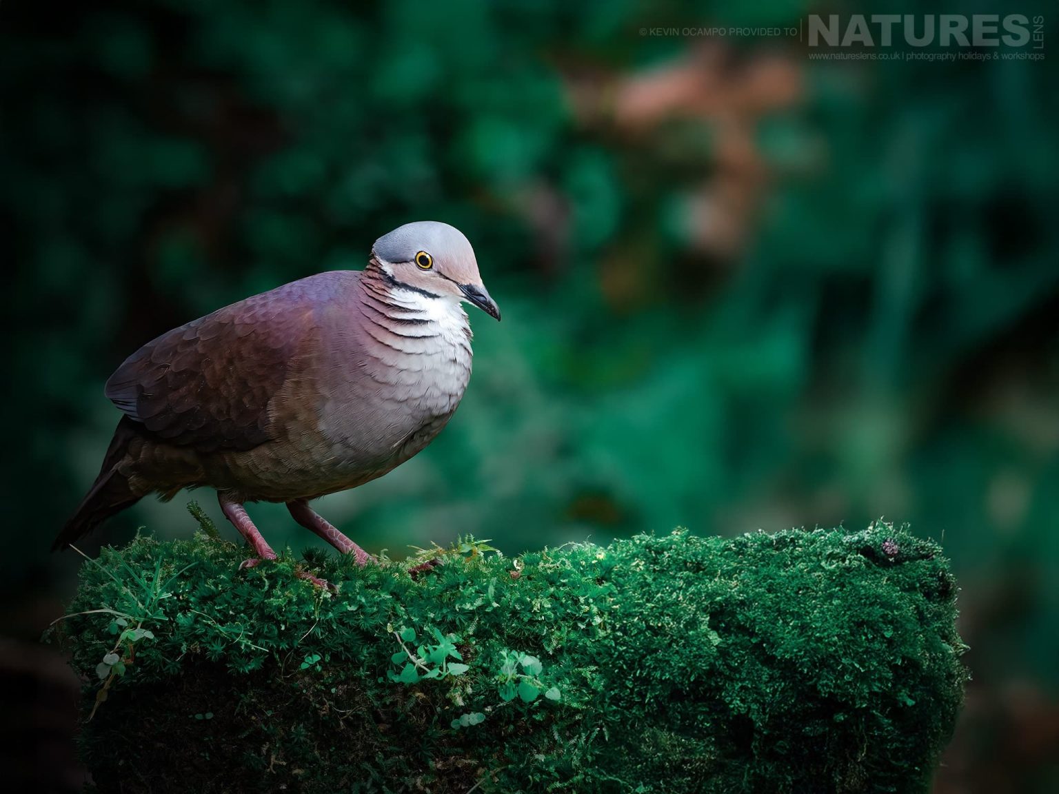 A White Throated Quail Dove Zentrygon Frenata One Of The Species That You Will Be Able To Photograph During The Natureslens Birds Of Colombia Photography Holiday