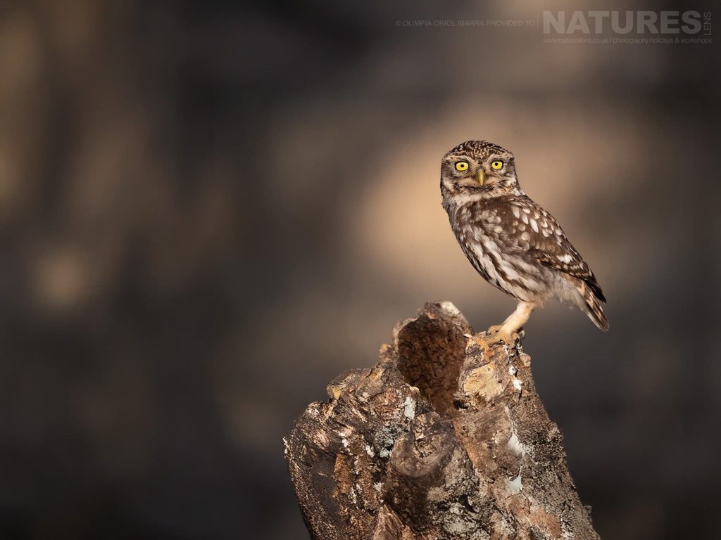 A Little Owl Perched On Tree Stump