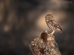 A Little Owl Perched On Tree Stump