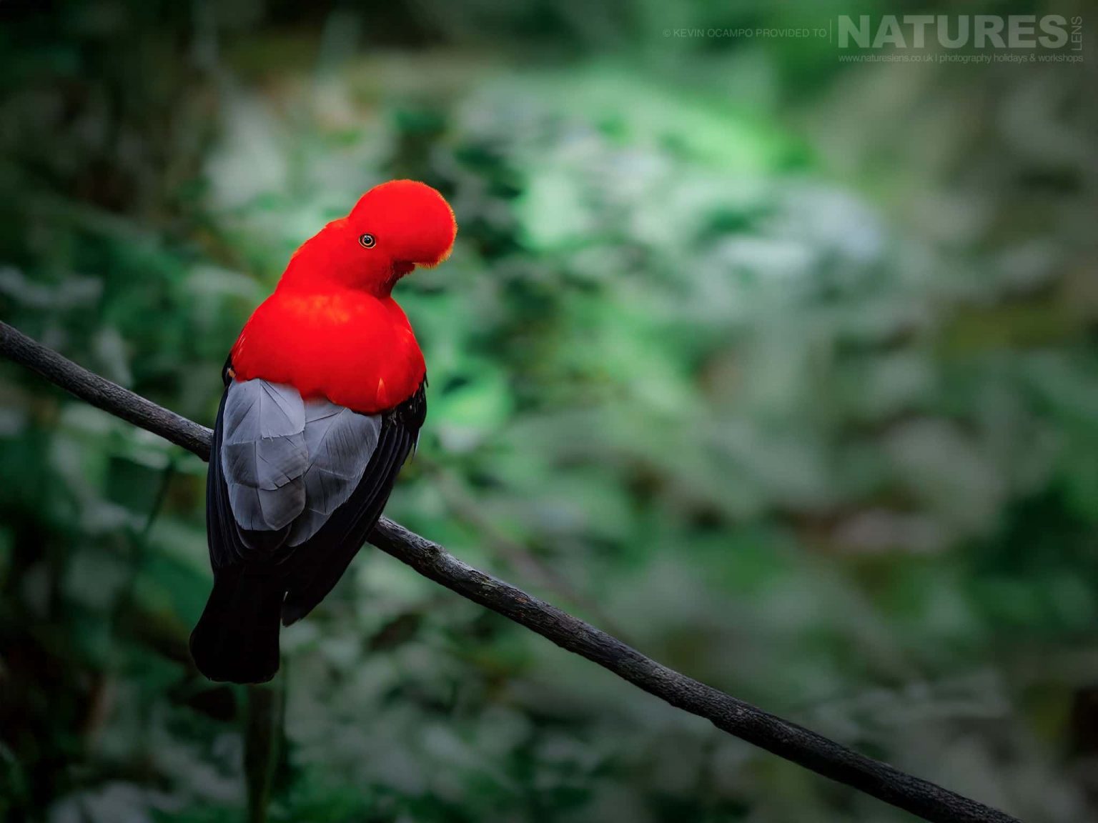 An Andean Cock-of-the-Rock (Rupicola peruvianus) - one of the species that you will be able to photograph during the NaturesLens Birds of Colombia photography holiday
