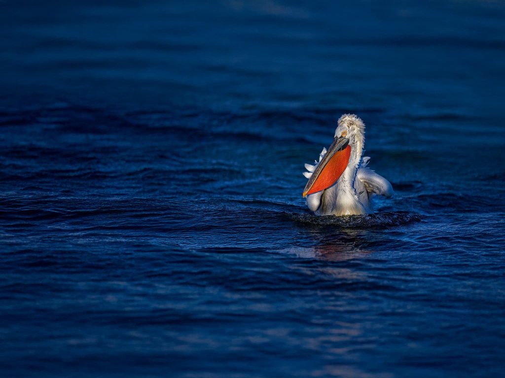 One Of Kerkinis Dalmatian Pelicans Swimming In Dark Water