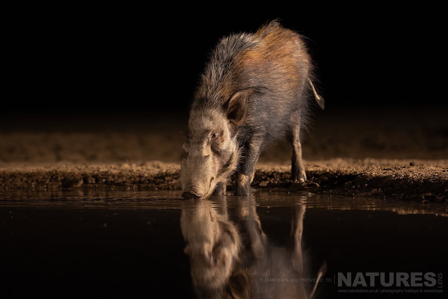 A Bush Pig Drinking Water at Night - photographed in one week at Shompole Wilderness