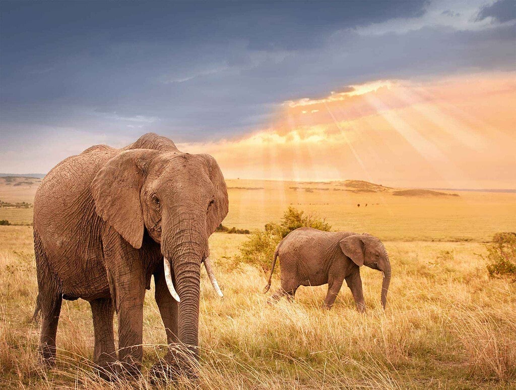 NaturesLens Proudly Sponsors the 2026 BBC Wildlife Calendar with NaturesLens in {acf_year}