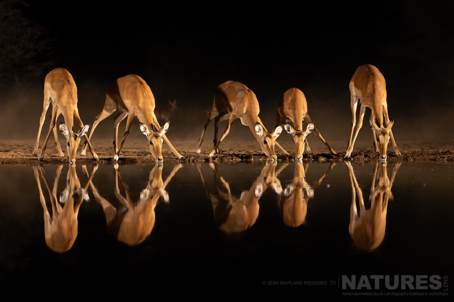 Five Antelopes Drinking Water at Night at a Waterhole - photographed in one week at Shompole Wilderness