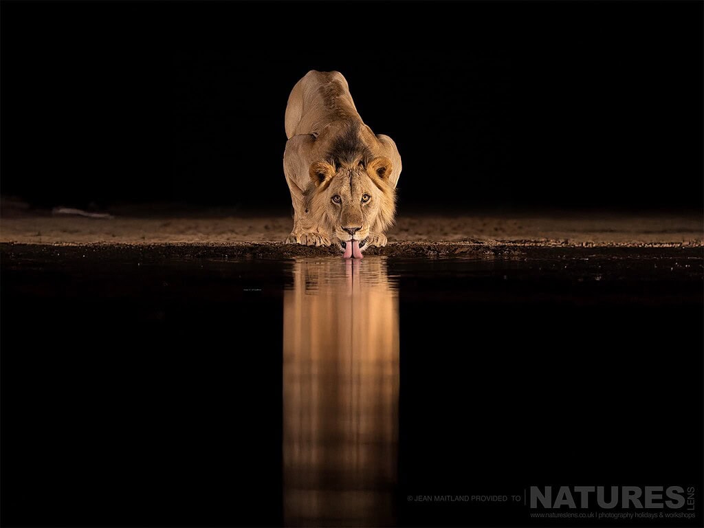 One Of The Lions Drinking From The Waterhole Under Cover Of Darkness Photographed In One Week At Shompole Wilderness
