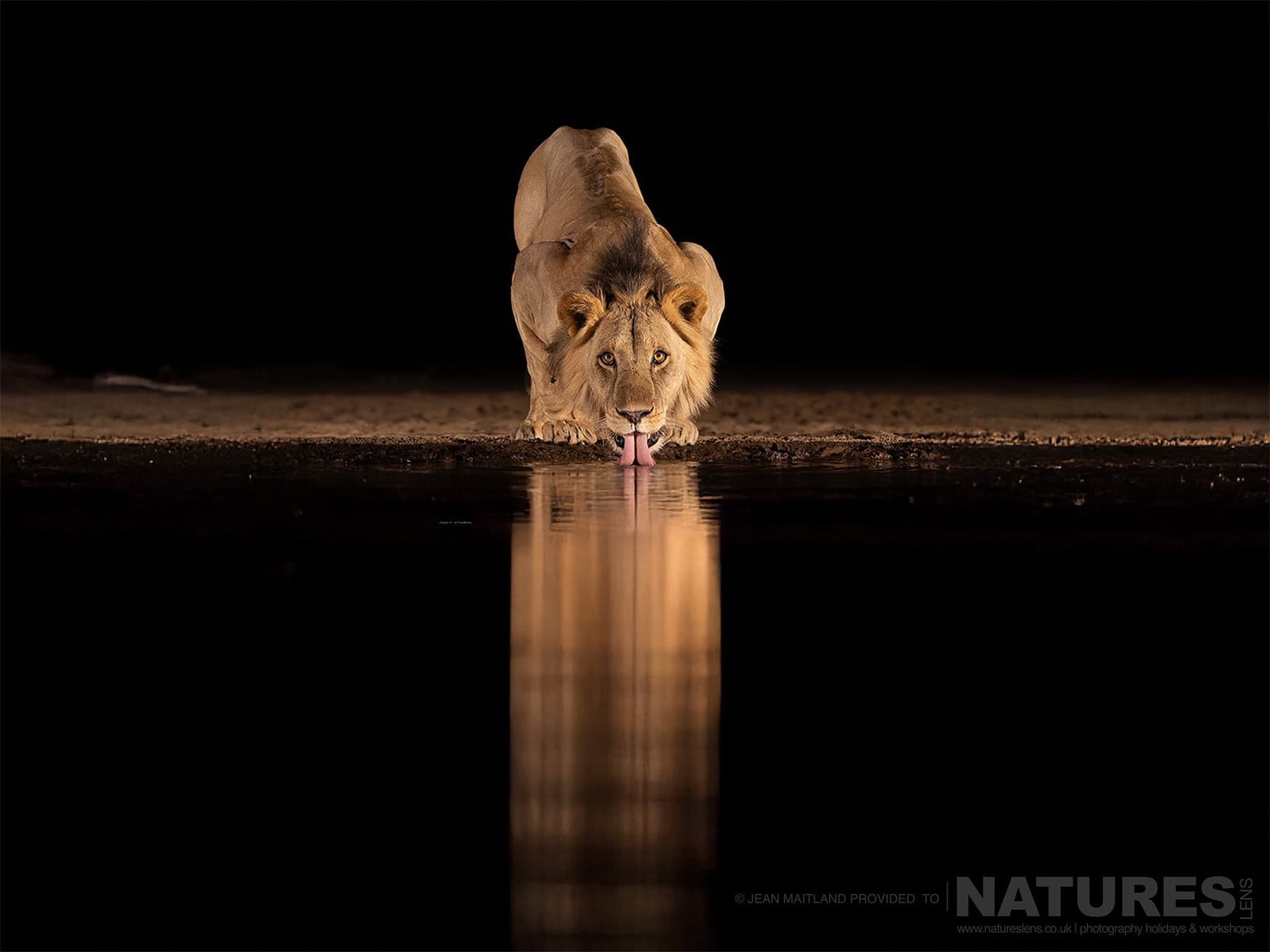 One of the Lions Drinking From the Waterhole Under Cover of Darkness - photographed in one week at Shompole Wilderness