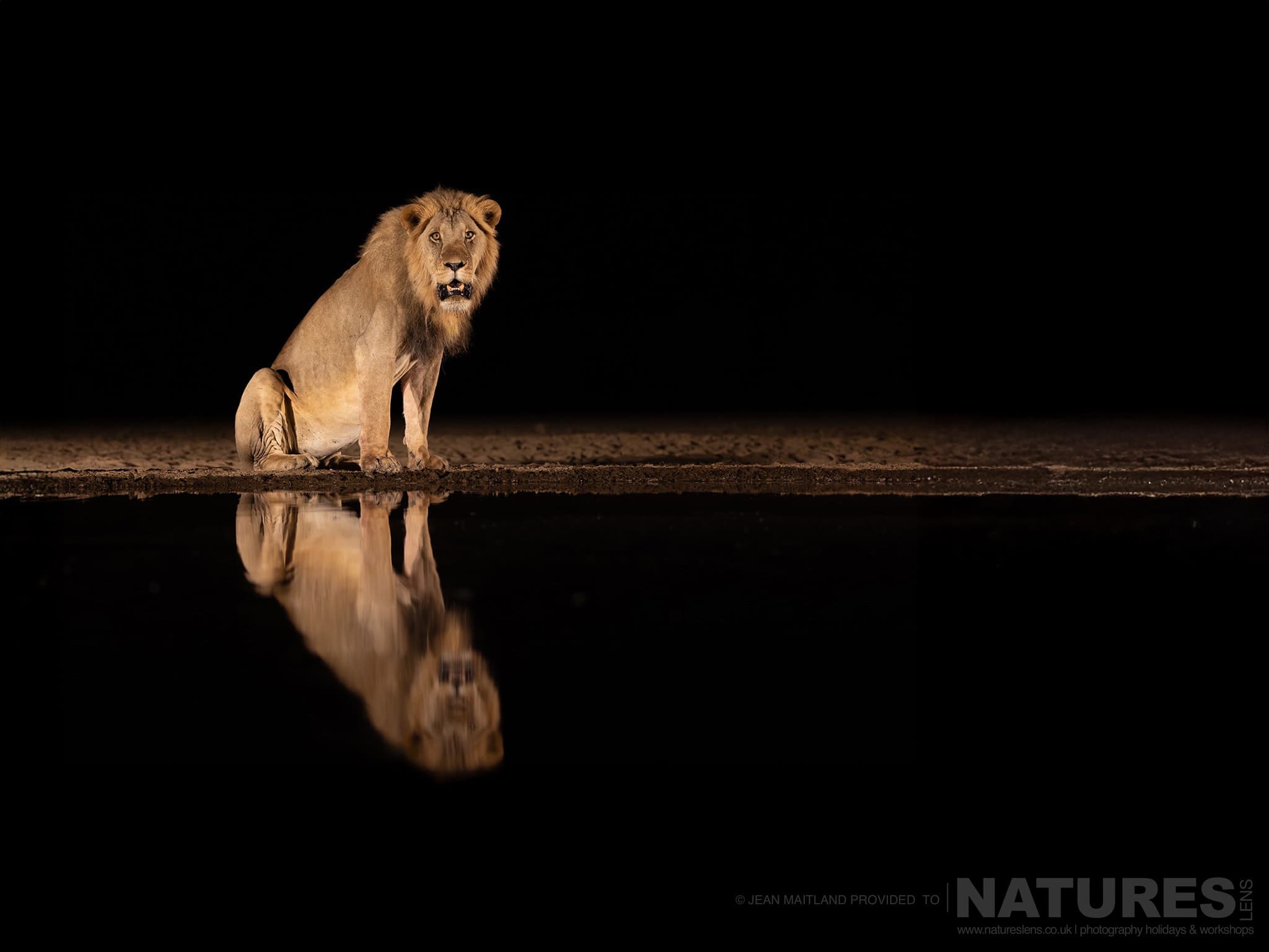 One Of The Resident Lions Sitting Near The Waterhole At Night Photographed In One Week At Shompole Wilderness 1 One Of The Resident Lions Sitting Near The Waterhole At Night Photographed In One Week At Shompole Wilderness 1