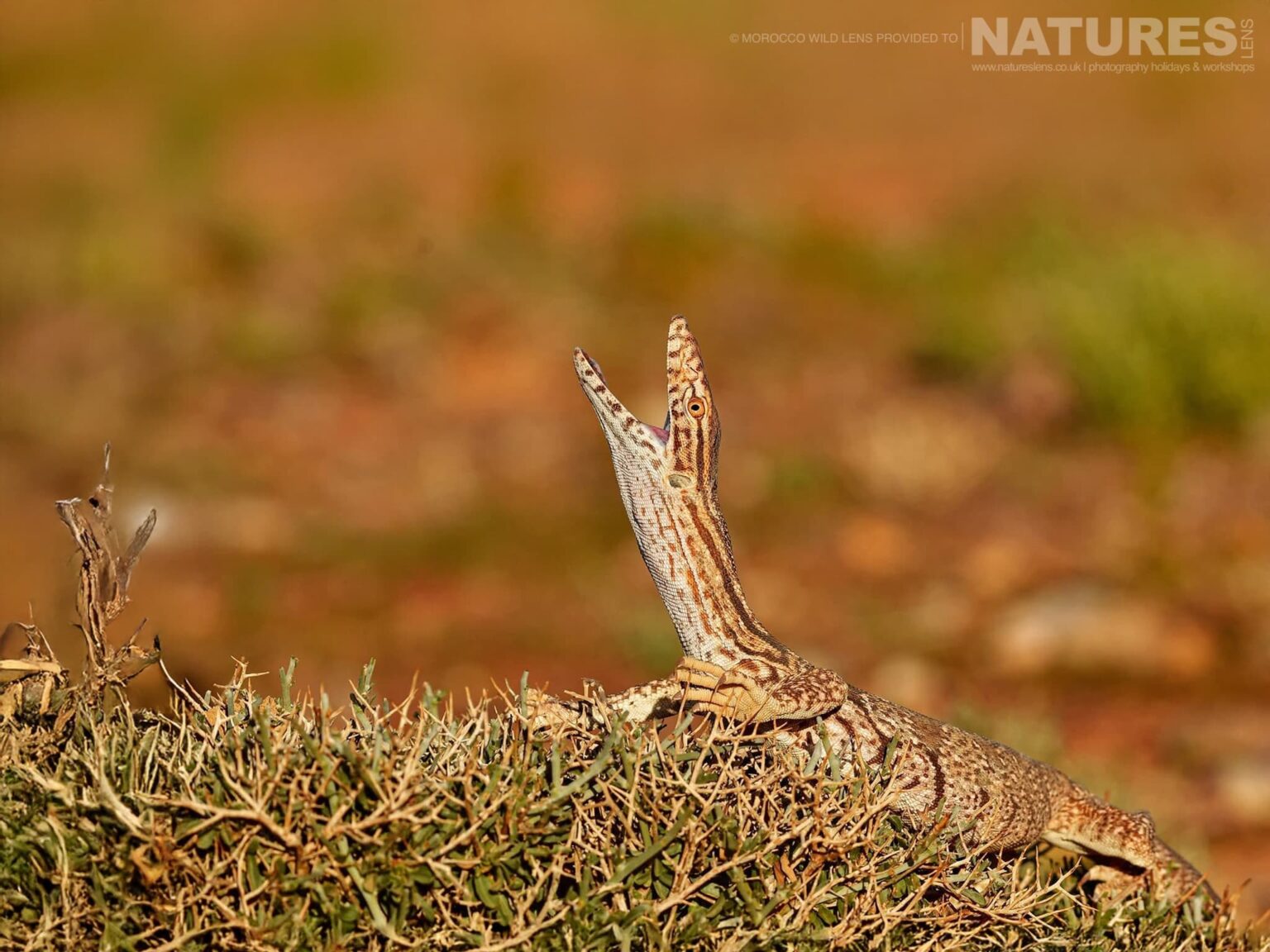 A Desert Monitor Lizard - one of the subjects of the NaturesLens Moroccan Wildlife Photography Tour