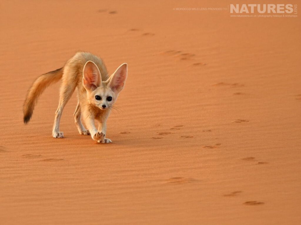 Merzouga