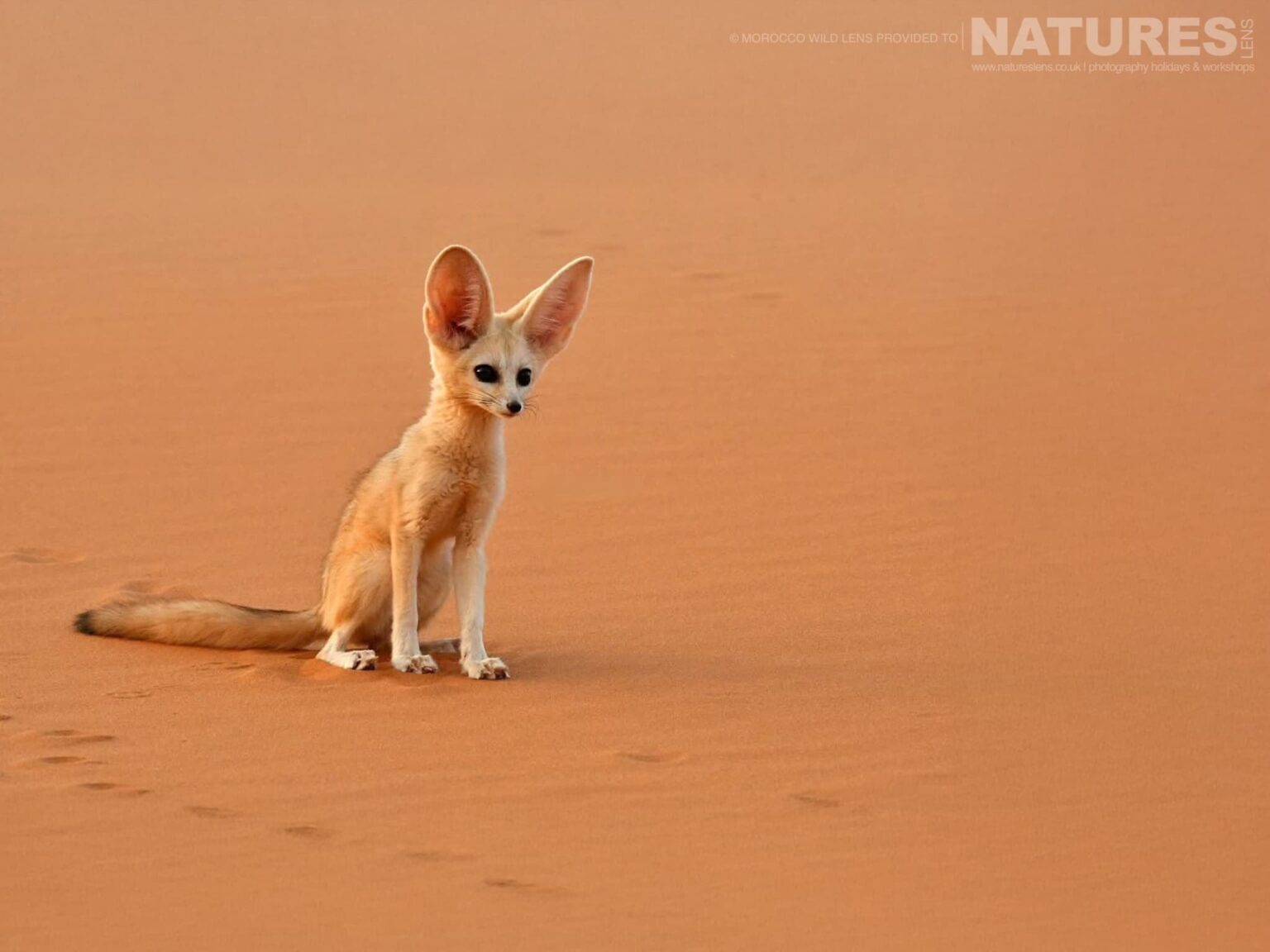 A Fennec Fox sat on the Moroccan dunes - one of the subjects of the NaturesLens Moroccan Wildlife Photography Tour