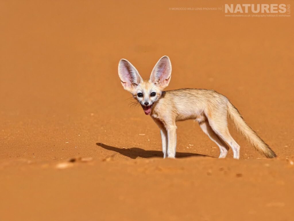 Join Us For The Fennec Foxes & other Moroccan Wildlife Photography Tour