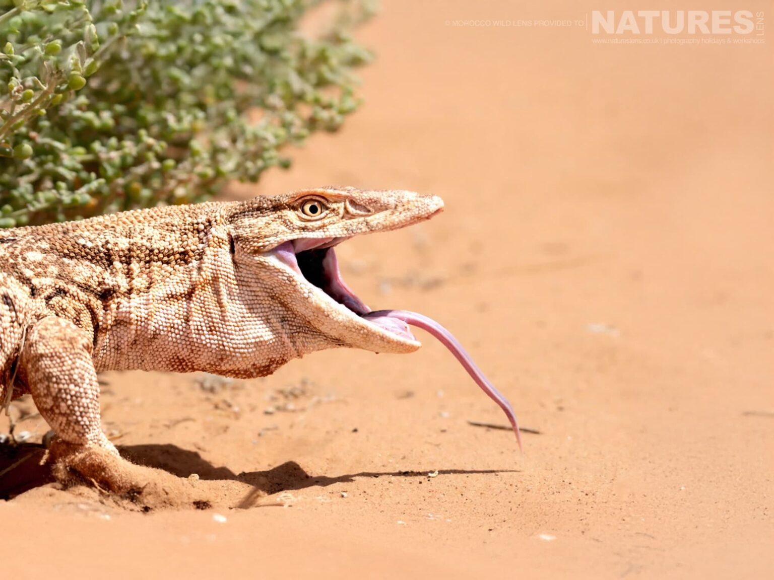 A Moroccan Desert Monitor Lizard - one of the subjects of the NaturesLens Moroccan Wildlife Photography Tour