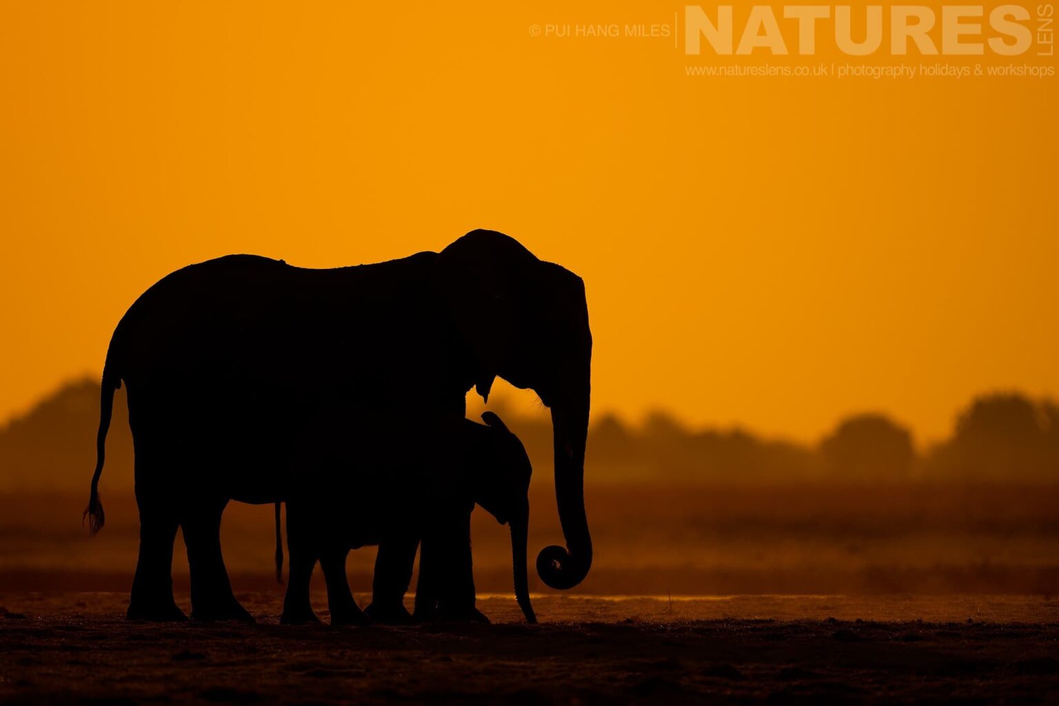 A Mother elephant & her calf silhouettes at sunset captured during our Wildlife of the Chobe River photography holiday
