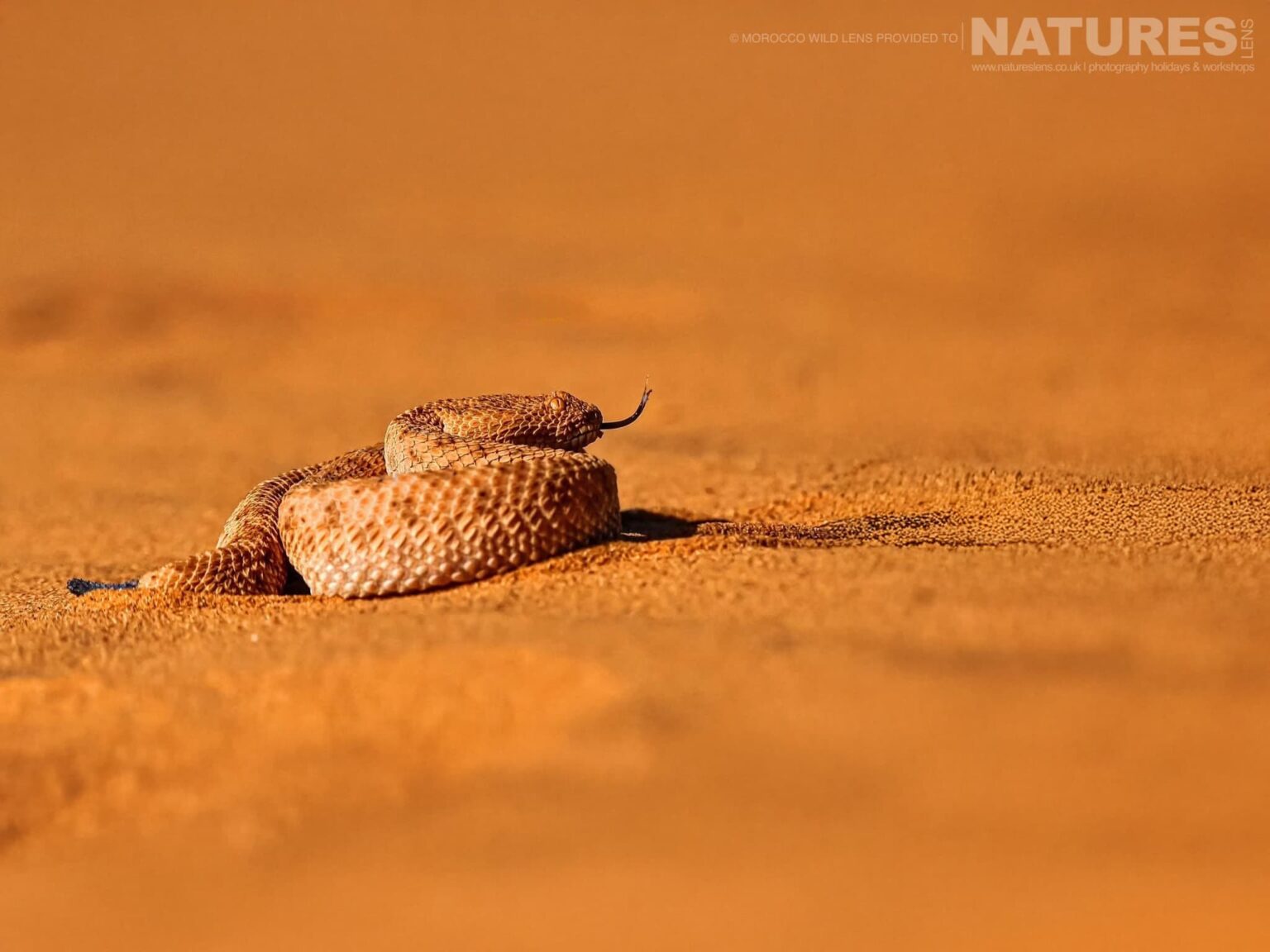 A Sahara Sand Viper - one of the subjects of the NaturesLens Moroccan Wildlife Photography Tour