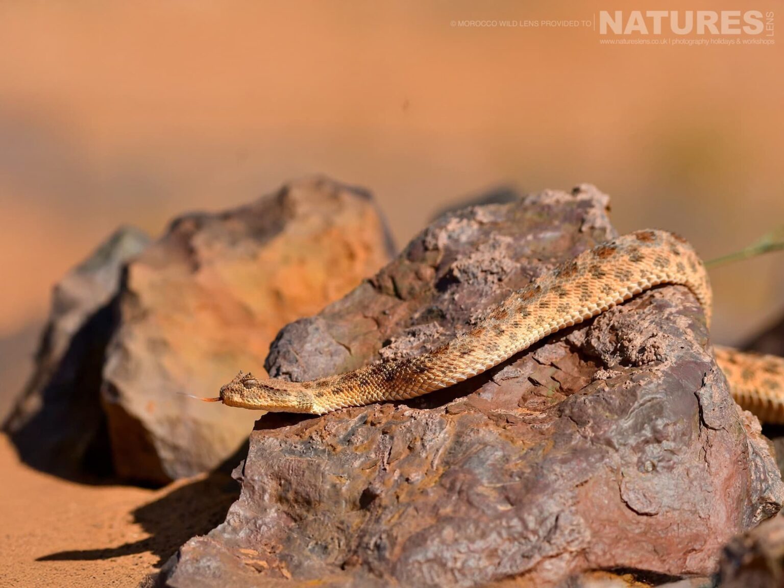 A Saharan Horned Viper - one of the subjects of the NaturesLens Moroccan Wildlife Photography Tour